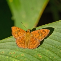 Pseudocoladenia dan