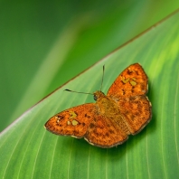 Pseudocoladenia dan