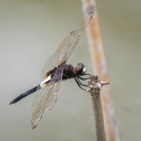 Pseudothemis zonata