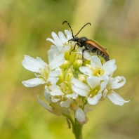 Pseudovadonia livida