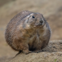 psoun prériový - Cynomys ludovicianus