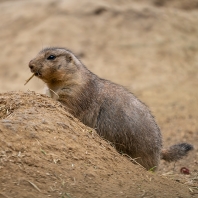 psoun prériový - Cynomys ludovicianus
