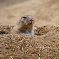 psoun prériový - Cynomys ludovicianus