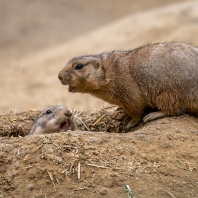 psoun prériový - Cynomys ludovicianus