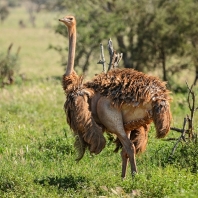pštros dvouprstý - Struthio camelus