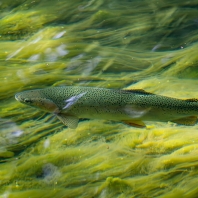 pstruh obecný - Salmo trutta