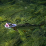 pstruh obecný - Salmo trutta