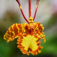 vstavačovité - Orchidaceae