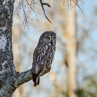 puštík bradatý - Strix nebulosa