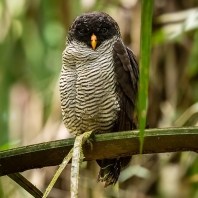 puštík černobílý - Strix nigrolineata