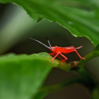 Pycanum alternatum