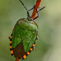 polokřídlí - Hemiptera