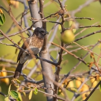 Pycnonotus somaliensis