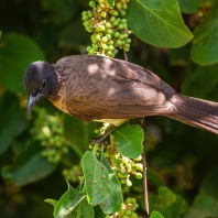 Pycnonotus somaliensis