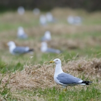 racek bělohlavý - Larus cachinnans