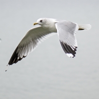 racek bouřní - Larus canus