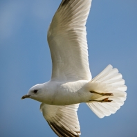 racek bouřní - Larus canus