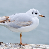 racek chechtavý - Chroicocephalus ridibundus