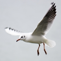 racek chechtavý - Chroicocephalus ridibundus