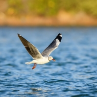 racek šedohlavý - Larus cirrocephalus