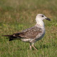 racek středomořský - Larus michahellis