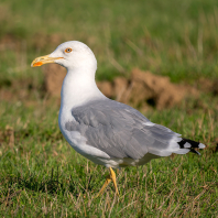 racek středomořský - Larus michahellis