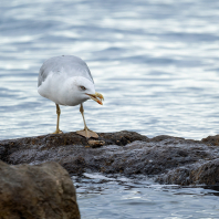 racek středomořský - Larus michahellis
