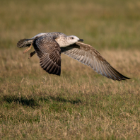racek středomořský - Larus michahellis