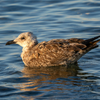 racek středomořský - Larus michahellis