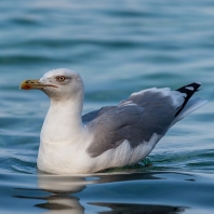 racek středomořský - Larus michahellis