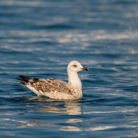 racek středomořský - Larus michahellis