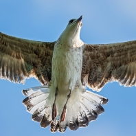 racek středomořský - Larus michahellis