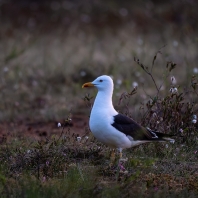 racek žlutonohý - Larus fuscus