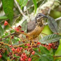 rajka queenslandská - Ptiloris victoriae