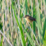 rákosník proužkovaný - Acrocephalus schoenobaenus