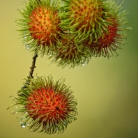 mýdelníkovité - Sapindaceae