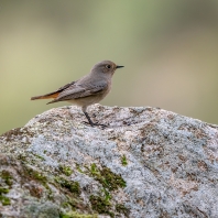 rehek domácí - Phoenicurus ochruros