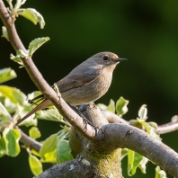 rehek zahradní - Phoenicurus phoenicurus