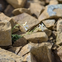 řeřišničník skalní - Arabidopsis...