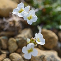 řeřišničník skalní - Arabidopsis...