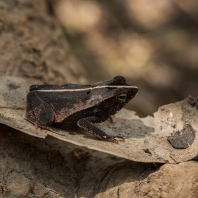 Rhinella alata