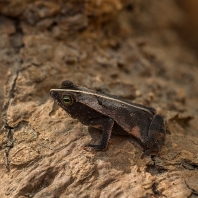 Rhinella alata 