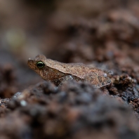 Rhinella alata