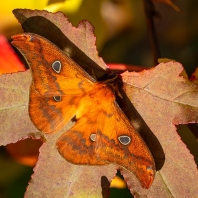 Rhodinia fugax