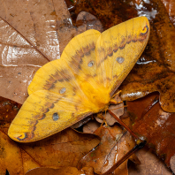 Rhodinia fugax