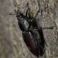 roháč obecný - Lucanus cervus