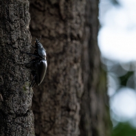 roháč obecný - Lucanus cervus