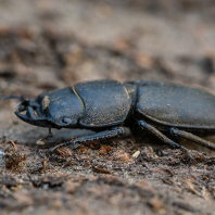 roháček kozlík - Dorcus parallelipipedus