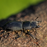 roháčovití - Lucanidae