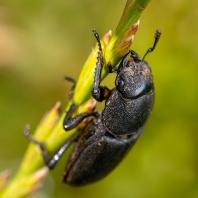 roháček kozlík - Dorcus parallelipipedus